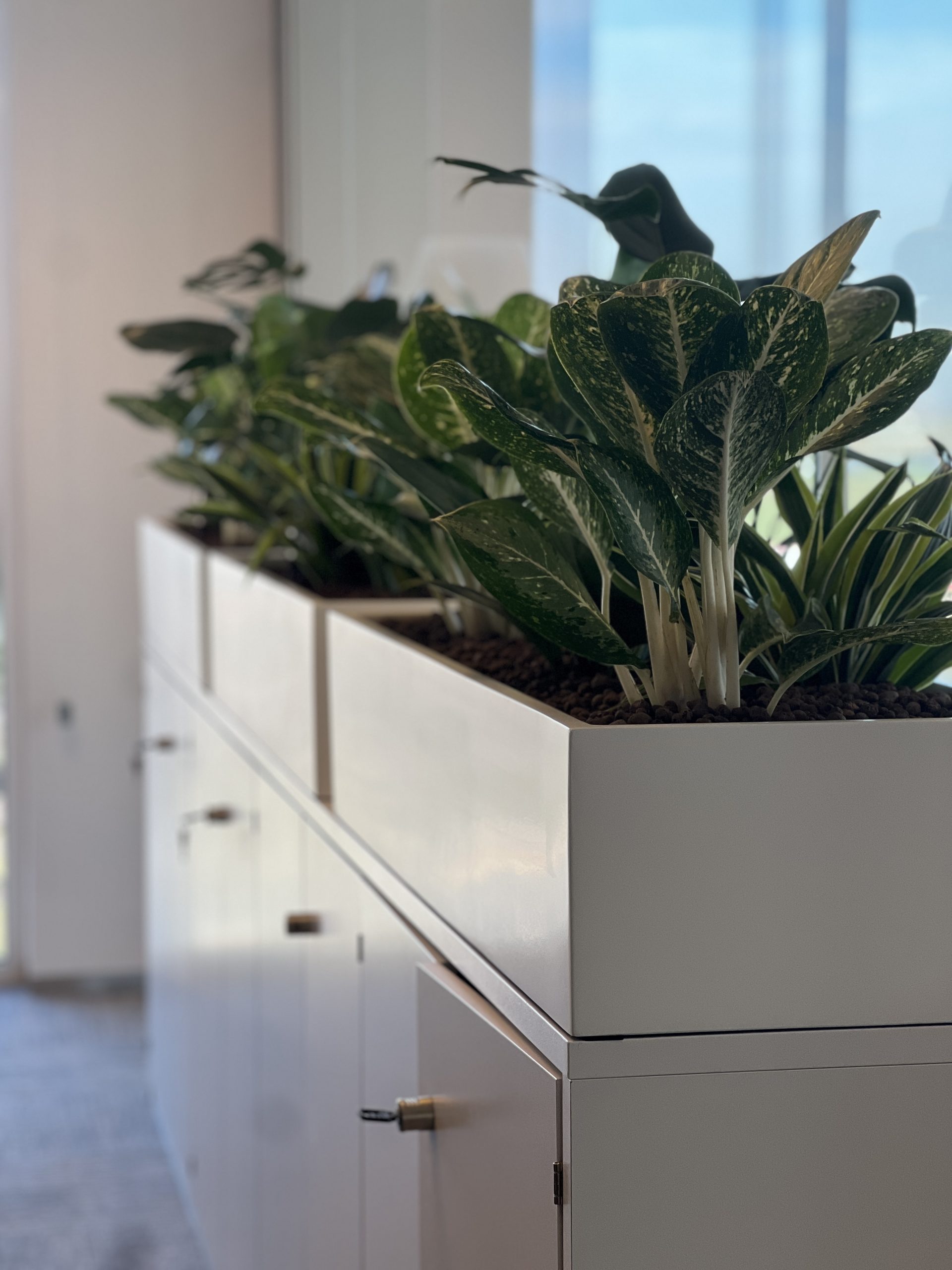 Witte maatwerkkast met geïntegreerde plantenbakken gevuld met groene kamerplanten waaronder Sansevieria en andere bladplanten. De combinatie van clean design en natuurlijke groene elementen creëert een moderne kantooromgeving.